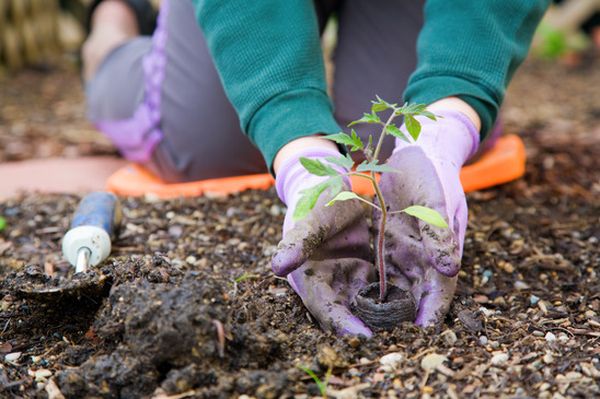 Planting tomatoes