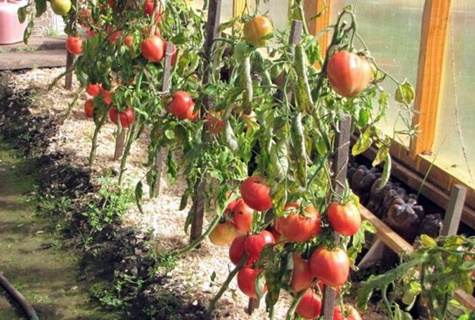 tomates lourdes de Sibérie dans la serre