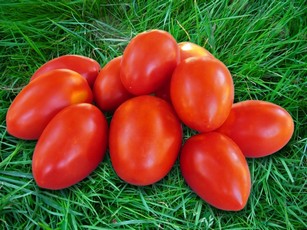 princesa de tomate en la hierba