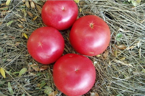 appearance of tomato Raspberry sunset