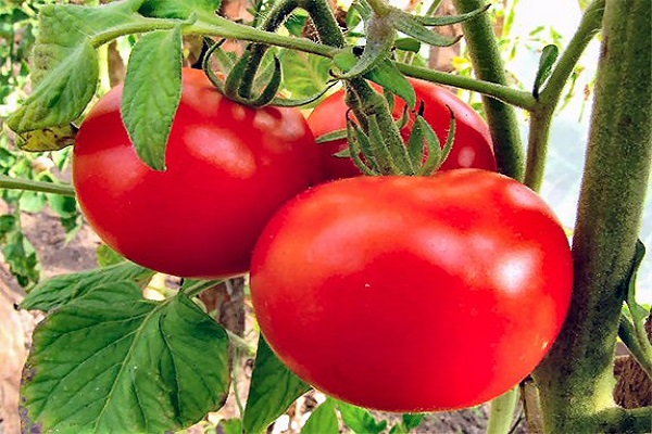 tomate astrakan