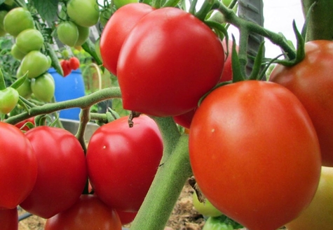 tomato bushes Budenovka