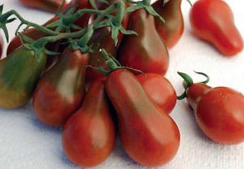 tomate pera negro sobre la mesa