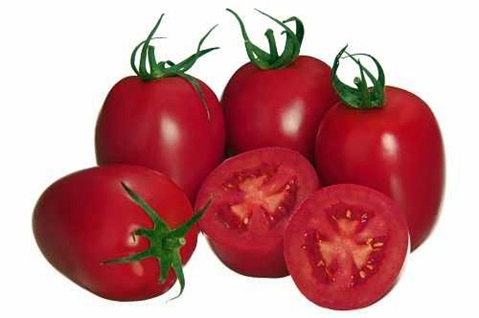 penampilan tomato Pink Pioneer