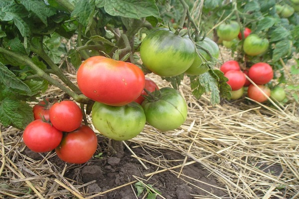 délicieux légume