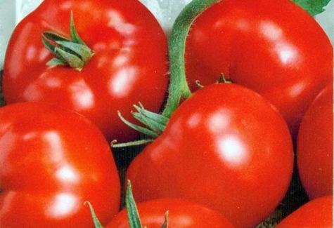 récolte de tomates 100 pour cent f1