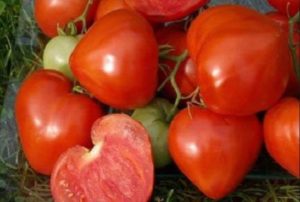 Description and characteristics of tomato Morning Dew