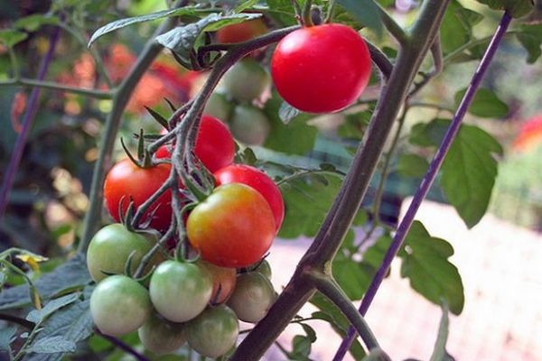 buissons de tomates