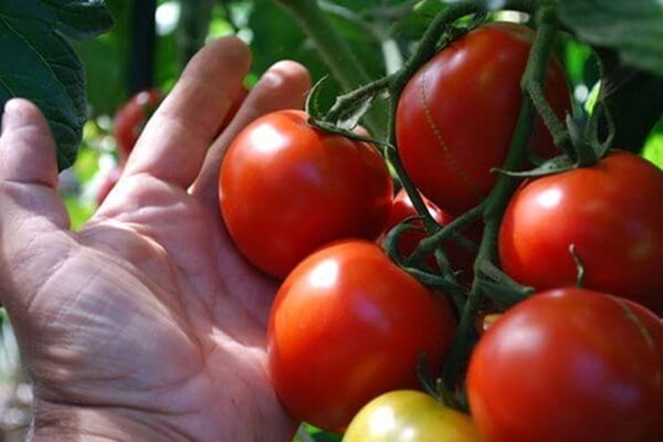 soil for tomatoes