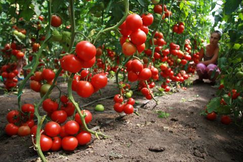 harvesting toamats