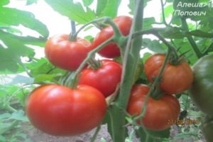 Características y descripción de la variedad de tomate Alyoshka F1 y los matices de la tecnología agrícola.