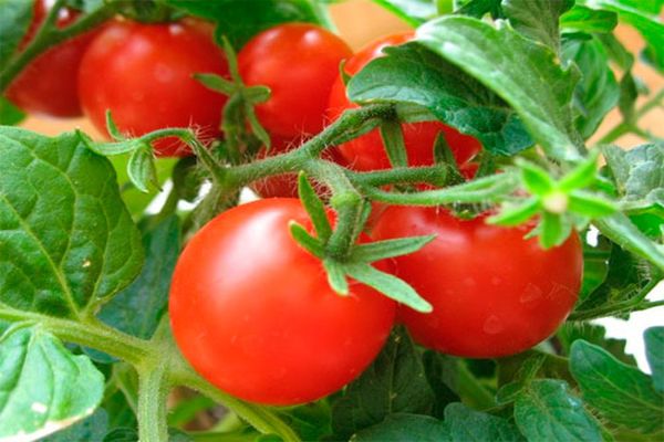 variétés de tomates