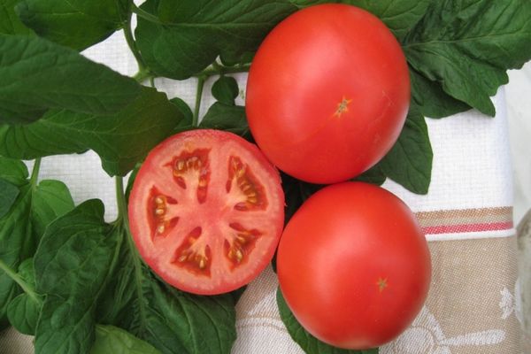 nourrir les tomates