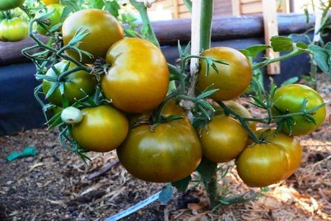 culture marécageuse de tomates