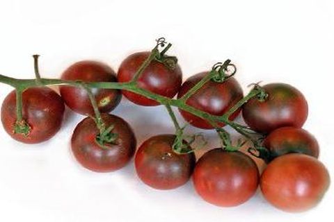 semak tomato