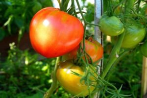 Penerangan dan hasil varieti tomato Danko