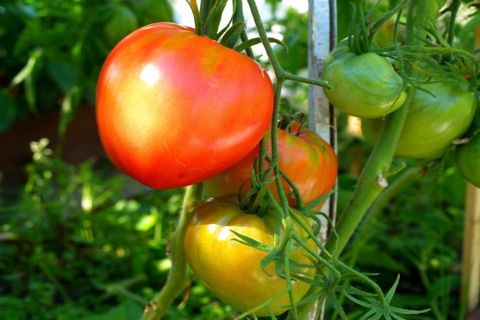 couleur tomate