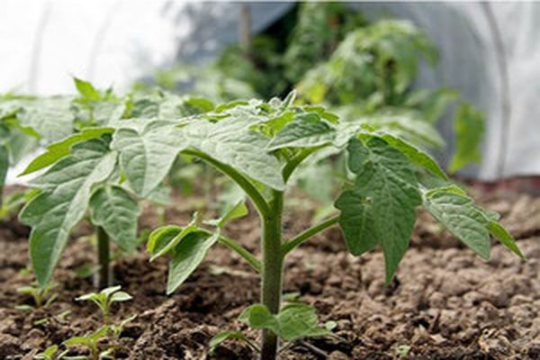 terre pour tomates