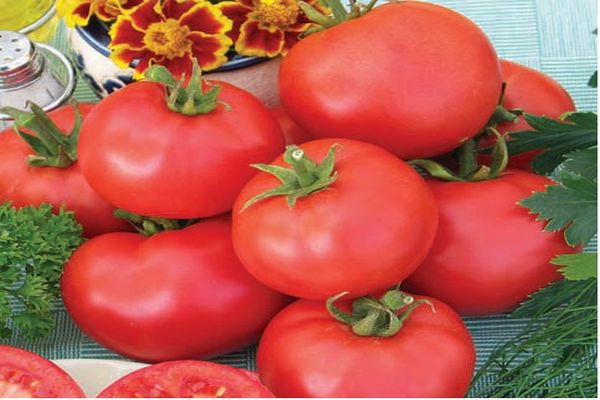 penanaman varieti tomato