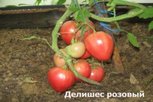 Caractéristiques et description de la variété de tomates Delicious