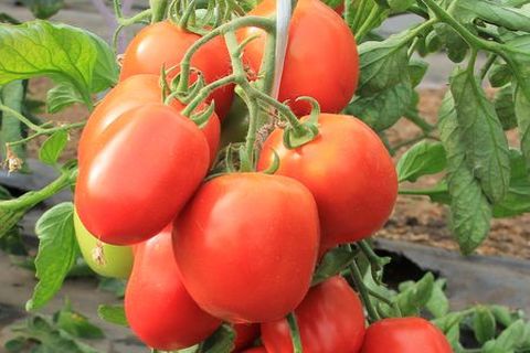 la douceur croissante de bébé de tomate