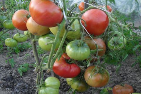 tomatoes on a branch