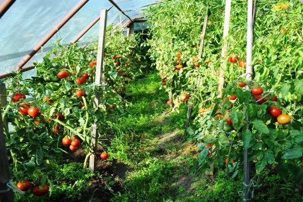 tomato in a greenhouse