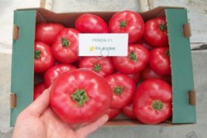 Caractéristiques et description de la variété de tomate Fenda, son rendement