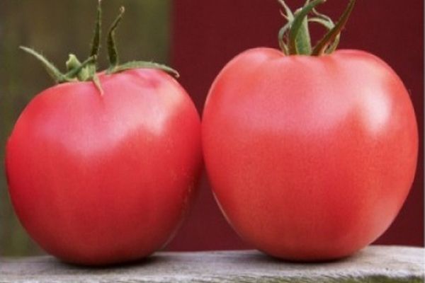 culture de cultivars de tomates