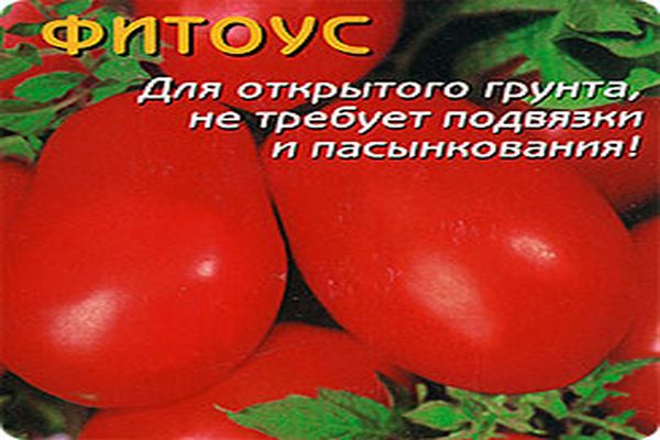 phytous tomato