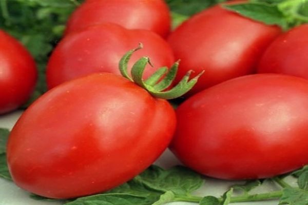 planting tomato