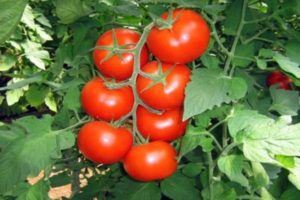 Descripción y características de la variedad de tomate General