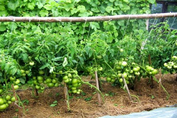 planting tomatoes