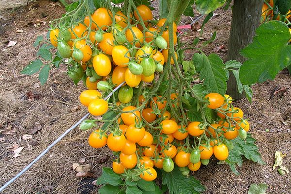 Cultivo de tomate Ildi