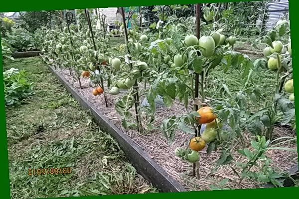 penjagaan tomato