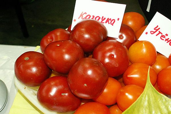 Cossack in a plate