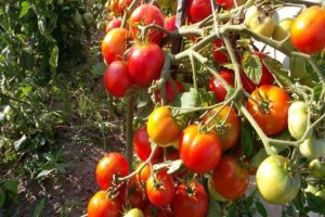 Characteristics and description of varieties of Chinese tomatoes