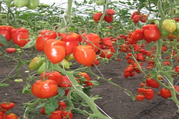 tomates dans le jardin