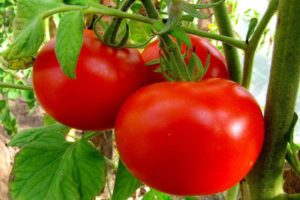 Description de la variété de tomate Joues rouges et ses caractéristiques