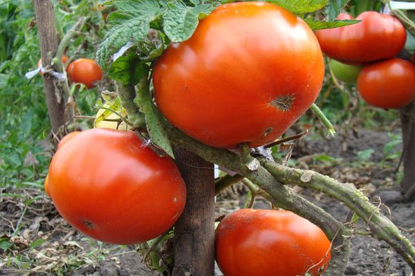 kuih tomato