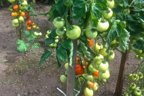 tomate cuidado para el