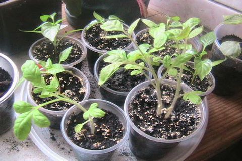 anak pokok tomato