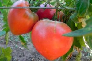 Descripción de la variedad de tomate Fiesta favorita, su rendimiento.