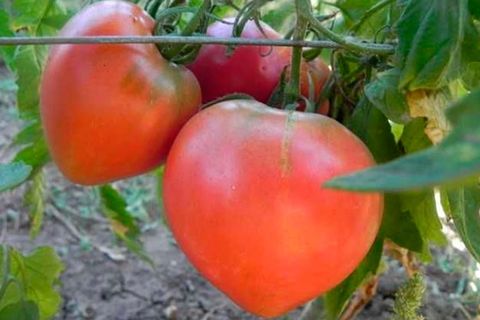 tomatoes in two stalks