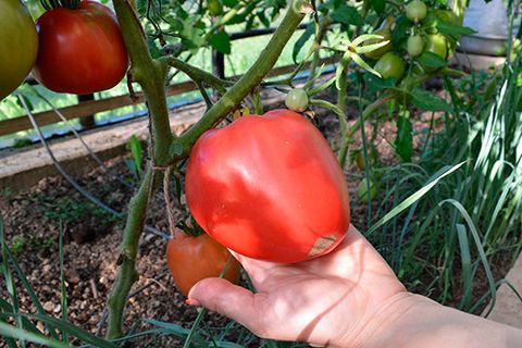 penjagaan tomato untuknya