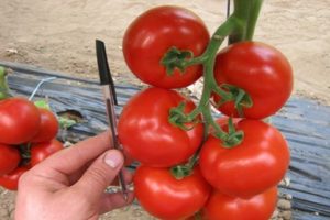 Caractéristiques et description de la variété de tomate Mahitos F1