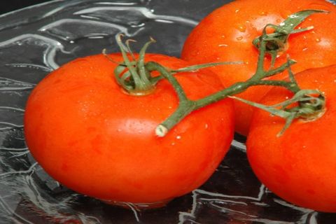 plants de tomates