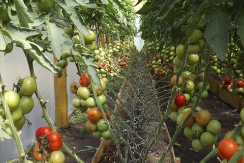 cultivo de tomates