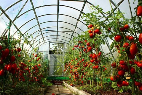 tomatoes in the greenhouse