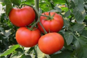 Ciri dan keterangan mengenai varieti tomato Palenque